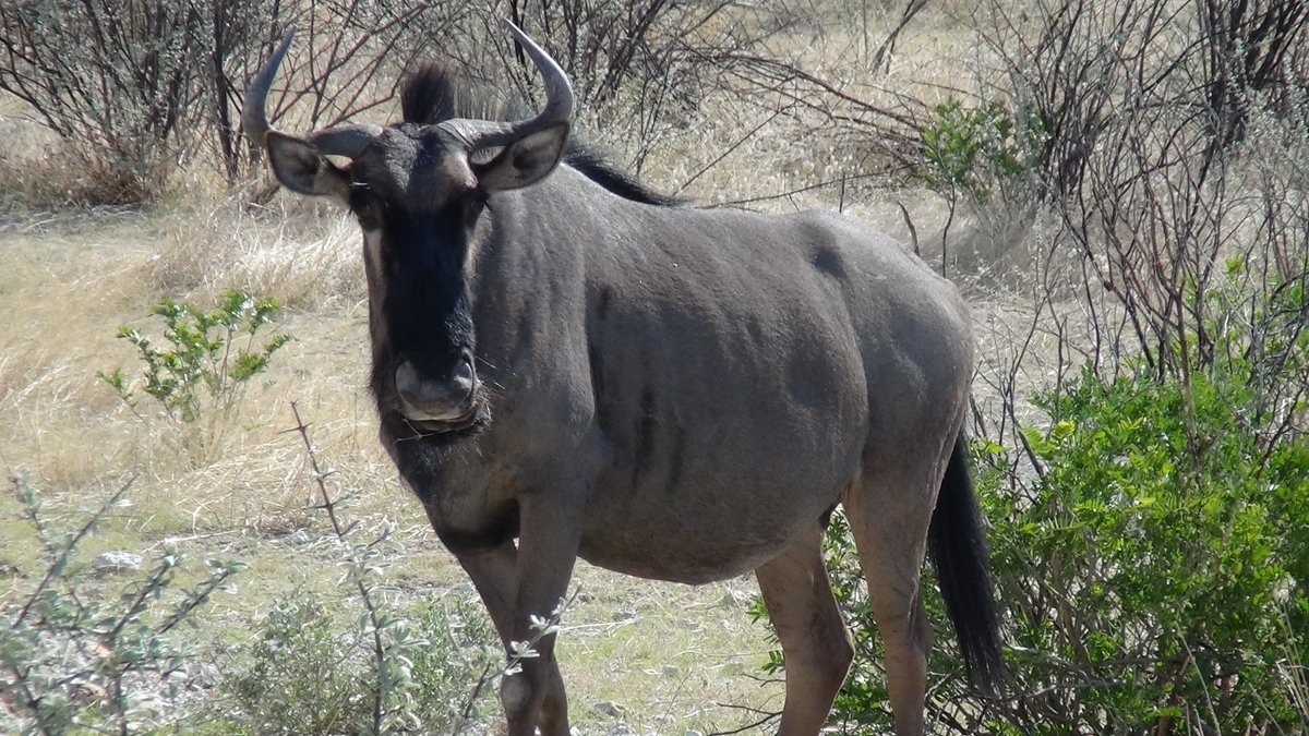 elenatravelnam's tweet photo. Okutala Lodge near Etosha National Park, Namibia
#Dronesberg #TravelNamibia #Africa #DroneNamibia #OkutalaLodge #ExploringNamibiaTV #TravelToNamibiaCom #YouTubeVideoNamibia #BlogNamibia #NamibiaPhoto #WildlifeNamibia https://t.co/hjLAJjurgD