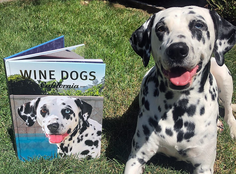 ASHNapa's tweet photo. HOT OFF THE PRESS - purchase of 12+ bottles of @PelletEstate &amp; receive a 20% discount + $1 ground-shipping. First 50 customers will receive a copy of the just released edition of “Wine Dogs: California” included with their case-purchase. 

https://t.co/qnxTH0mxSx

#napa #wine https://t.co/UGEt2aPZU0