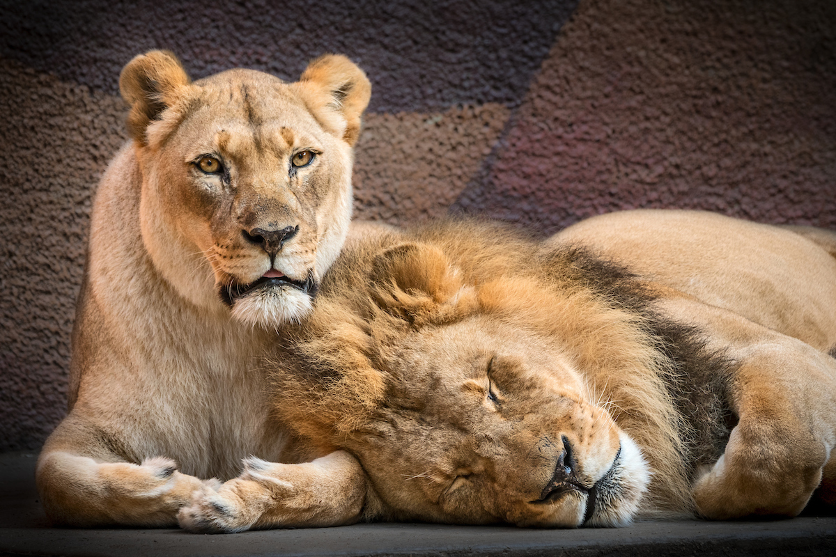 LAZoo's tweet photo. “Hubert and Kalisa are an iconic part of the L.A. Zoo experience, and our staff and guests have been touched by their loyal companionship,” said CEO &amp; Zoo Director Denise Verret. “These affectionate companions came to the L.A. Zoo six years ago, https://t.co/vCYGUmechA