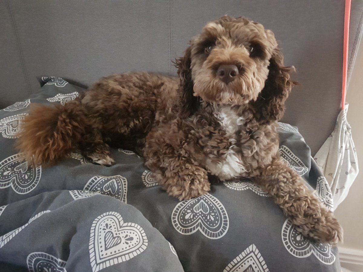 Fuzz Force: Critterrupters tweet media