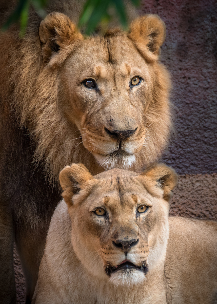 LAZoo's tweet photo. where they quickly charmed themselves into our hearts as we observed their magnificent beauty and unique bond.  It was often said, you don’t see Kalisa without Hubert being close by.  So, while it is truly heart-wrenching that we had to say goodbye to this iconic pair, https://t.co/O8OLydN3xY