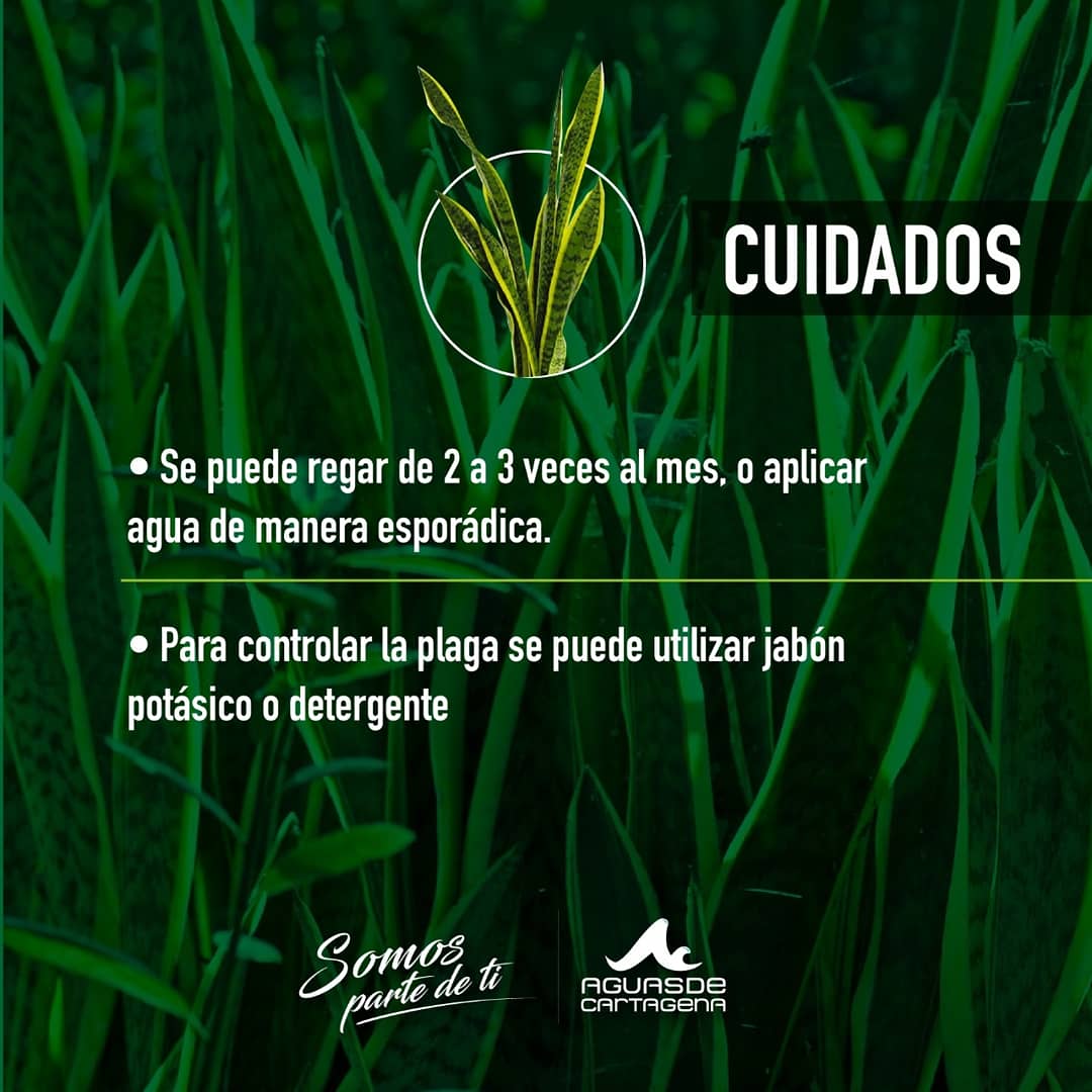 Acuacar's tweet photo. #TipsVerde
Compartimos con ustedes estos tips de como cuidar la Lengua de Suegra (Planta ornamental)
#SomosParteDeTI #Acuacar https://t.co/U42tzjDSH1