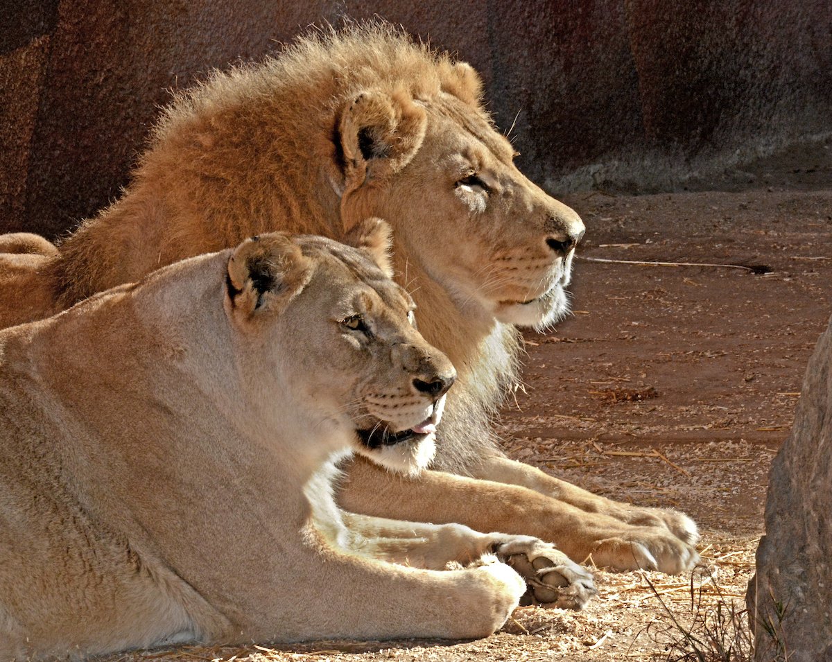 LAZoo's tweet photo. They quickly became favorites among L.A. Zoo guests and staff and were known for their frequent cuddles. “I commend our animal care and veterinary staff for the great care they’ve given this pair, a couple who lived longer than most lions do in human care and the wild.” https://t.co/Icm879M6Lt