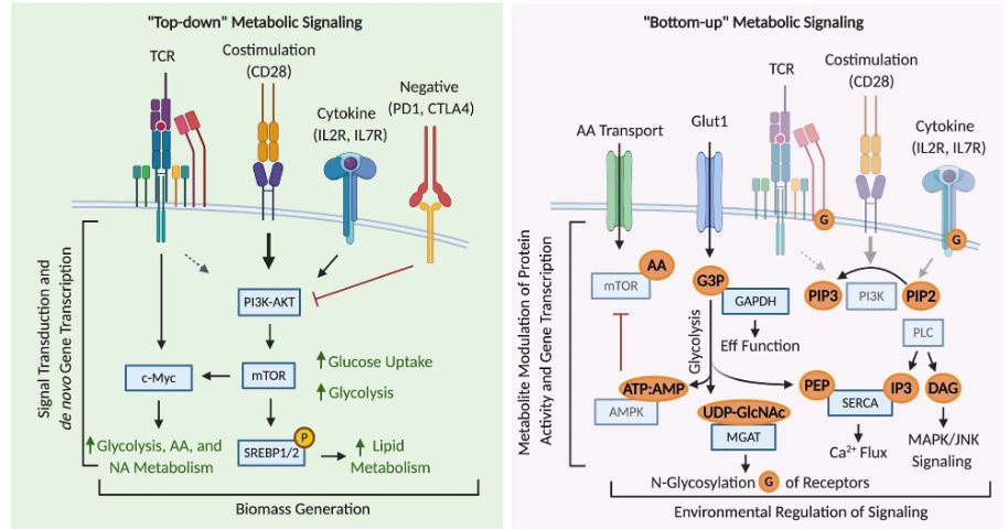 Immunometabolism Network tweet media