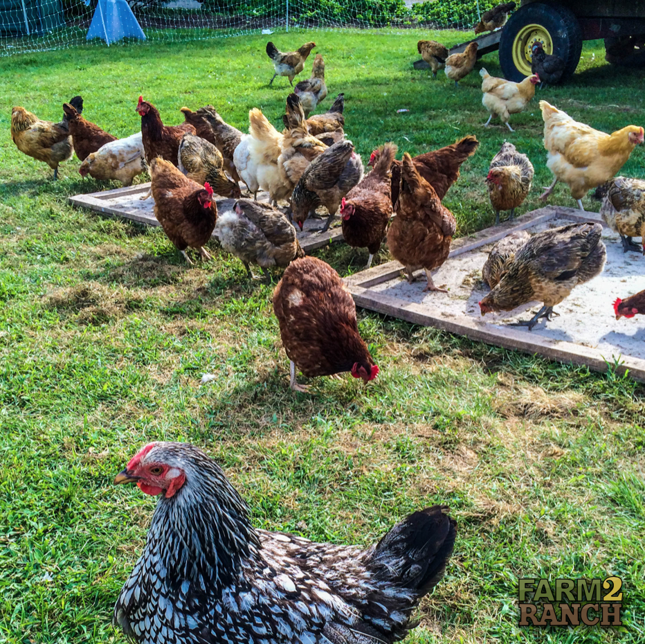 farm2_ranch's tweet photo. Stop running around like a chicken with its head cut off! Go to https://t.co/dXL3Jz0pkG for quality used ag equipment, livestock, auctions, events, and more!

#farm2ranch #usedag #chicken #agriculture #letsgrowtogether https://t.co/fSKwSNESZR