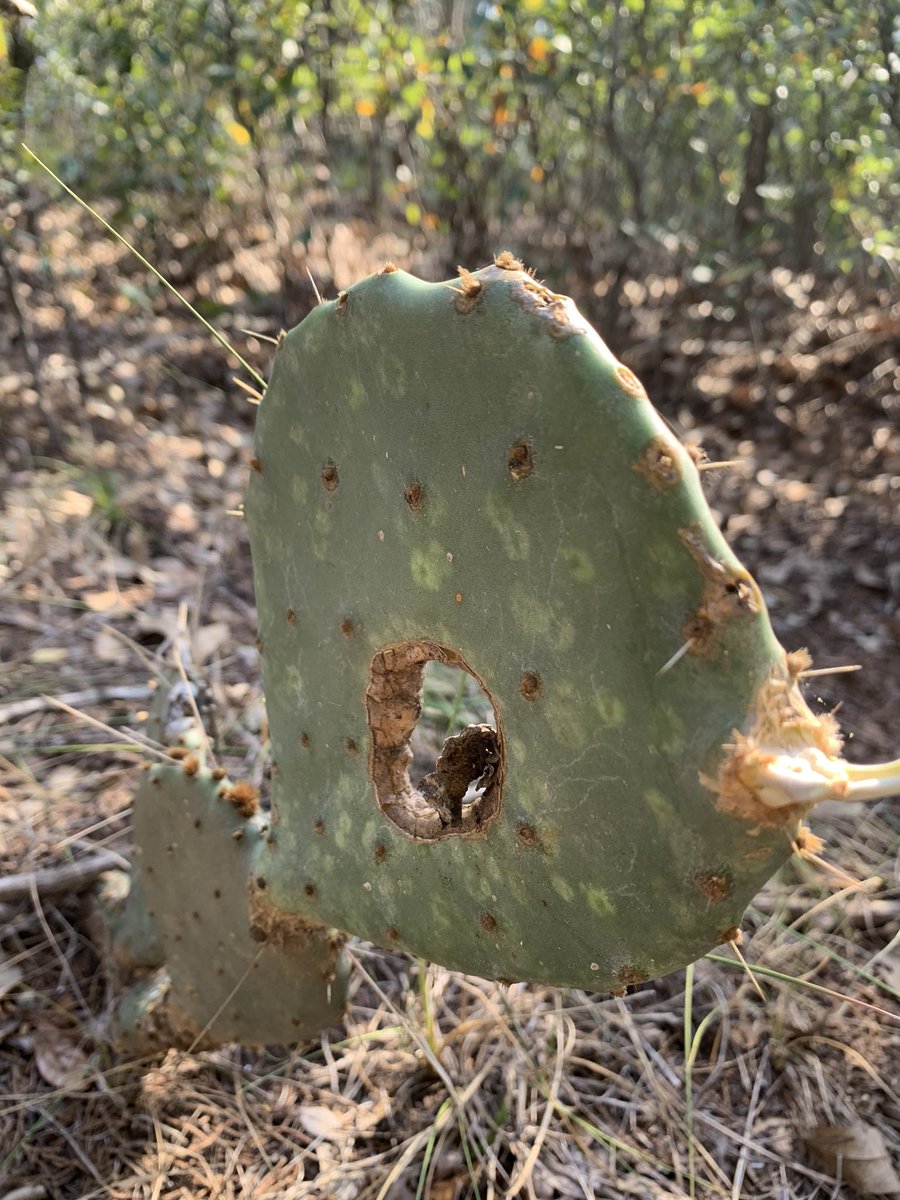 JasonOShell's tweet image. A few more scenes from Texas. My favorite saying so far; “it’s so flat, you can watch your dog run away for 2 days” 🐕