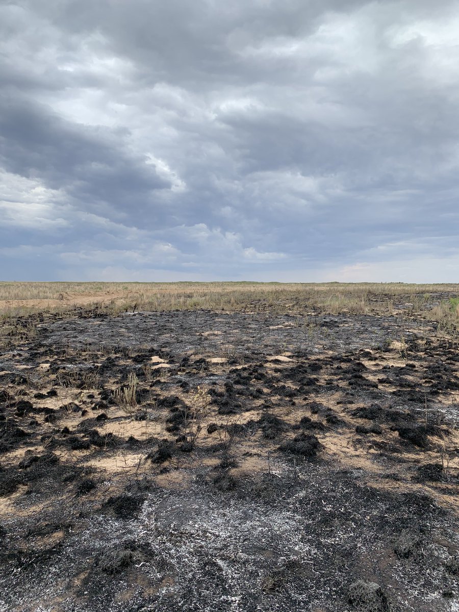 JasonOShell's tweet image. A few more scenes from Texas. My favorite saying so far; “it’s so flat, you can watch your dog run away for 2 days” 🐕