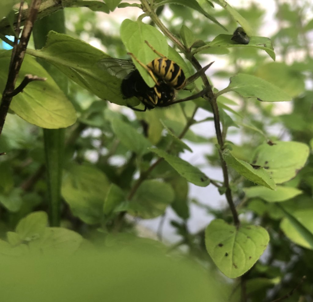 Wasp ATTACK! Just spotted this #crazy wasp attacking a fly (may be a green bottle) in our marjoram. 
Neither Mum or Dad have ever seen this before. Isn’t #nature amazing 😊🌸🐝<a href="/WTWales/">Wildlife Trusts Wales</a> <a href="/Natures_Voice/">RSPB</a> #natureninja