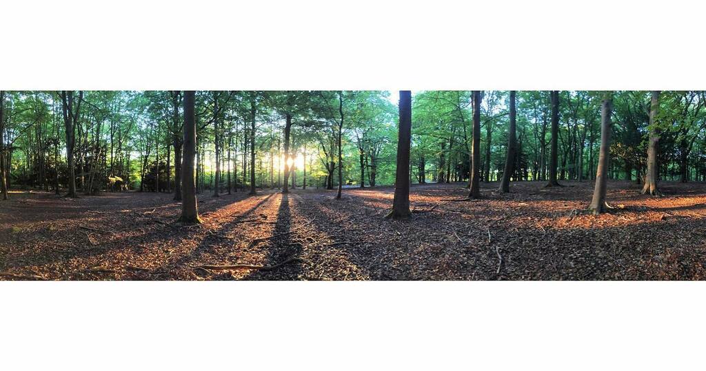 gorminator's tweet photo. Woodlands #ccpano #treehuggerforlife #tw https://t.co/45jXq325uc