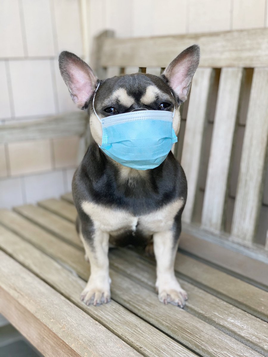 RosannaPansino's tweet image. “Just wanted to remind all my human friends to wear a mask and social distance. I love you and stay safe” 

-Blueberry Muffin 🐶😷❤️
