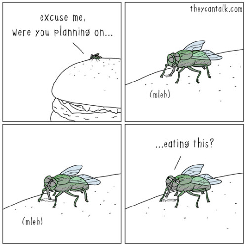 Prevent flies from ruing your backyard bbq with solutions from TERRO. Shop fly control options: bit.ly/2B4g67R