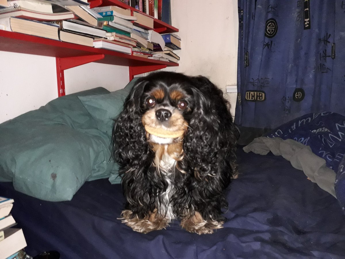 Charmantides's tweet photo. @AlisonRosen You saying there is no treatment for dog covid? My Jasper! https://t.co/dTcVrt32tW