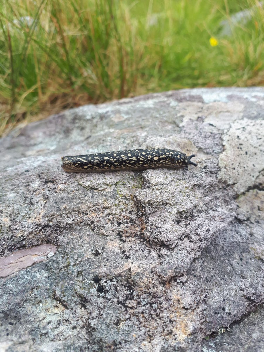 aebhin's tweet photo. 🐌A bonus find today for @ScottCawleyEcol's Principal Ecologist Kate-marie O'Connor while botanising in 🐌#TheKingdom #TheReeks #KerrySlugs ;-) https://t.co/wX5QNqH1GL