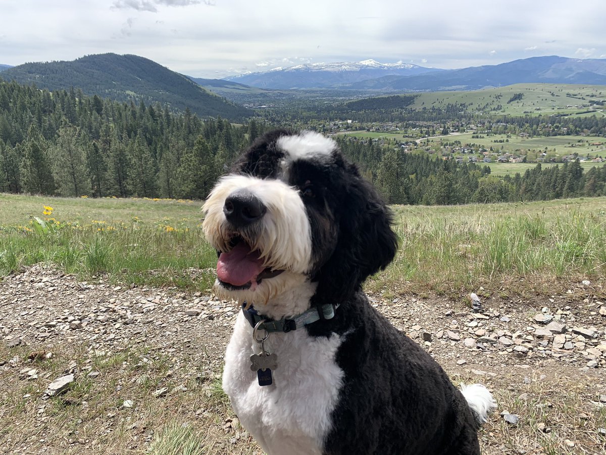 poodle and newfoundland mix
