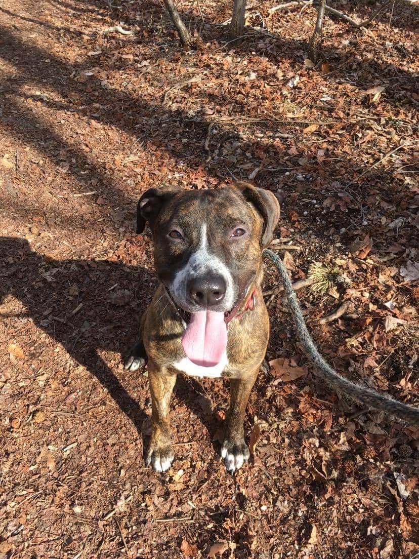 adopt_sunny's tweet image. 574 days later I’m still here 💔I’m a 2 year old dog friendly hound mix. I’m nervous with strangers at first but some much fun when you get to know me! Town of Hempstead Animal Shelter, Wantagh NY 516-785-5220 email adoption@tohmail.org @dog_rates #AdoptDontShop @KeithOlbermann