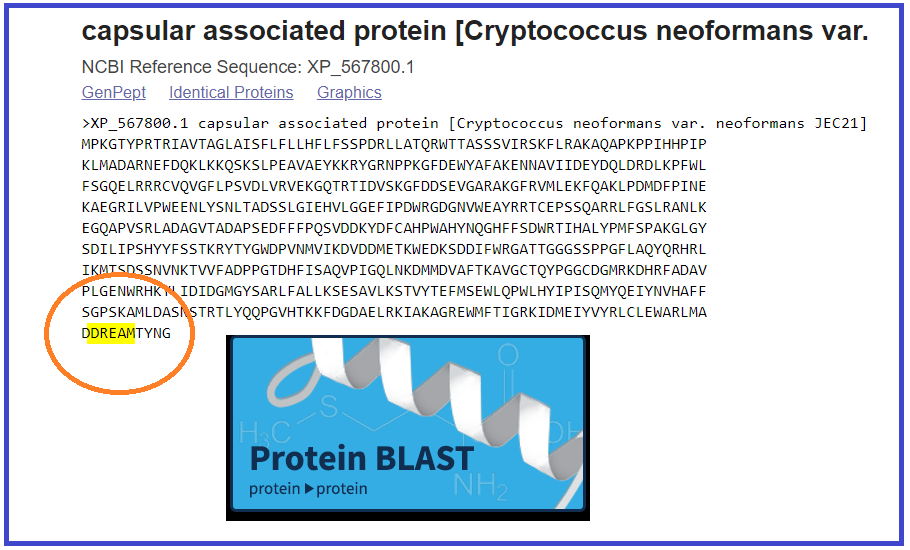 DNA_RNA_Uni's tweet photo. Capsular associated protein from Cryptococcus neoformans var. neoformans JEC21 ...
...HAS A DREAM โบ๏ธ
#blastp your favorite word, name, or whatever you want!
https://t.co/S6j0BnflNr
#blastpchallenge
RT and nominate your friend!
@grawoig @NovogeneLS @PeptideScience @TevaUSA https://t.co/Jh60mAypTx