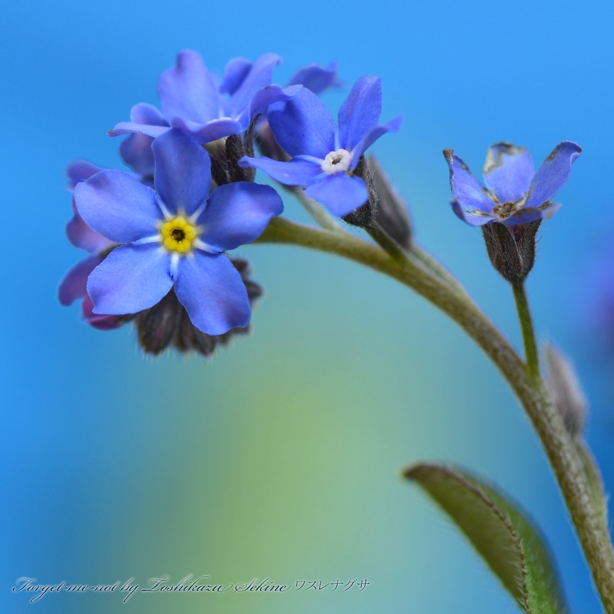Forgetｰmeｰnot