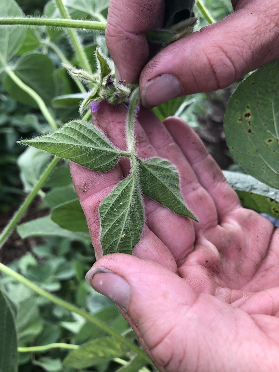 Scouting for aphids. So far thresholds are in check for all of the fields we’ve been scouting. #mnag #soybeans