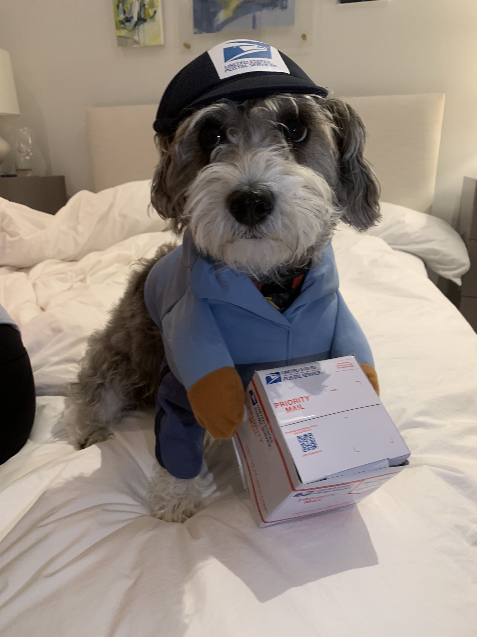 Usps 2024 dog costume