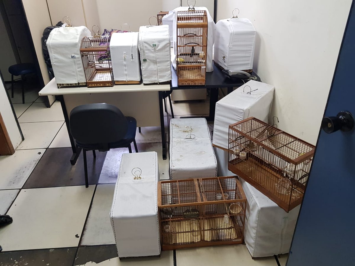 PCERJ's tweet photo. #56DP apreende 44 pássaros silvestres que eram comercializados em feira na Baixada Fluminense. Saiba mais: https://t.co/NxOocNAzYI https://t.co/qdE0Fgog3E