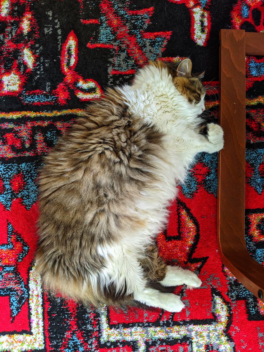 thejimoleary's tweet photo. @all3points @MikeServedio @pfandrews This is Andre. He's mostly poof.

#CatsOfPSP https://t.co/GJjoFMThK9