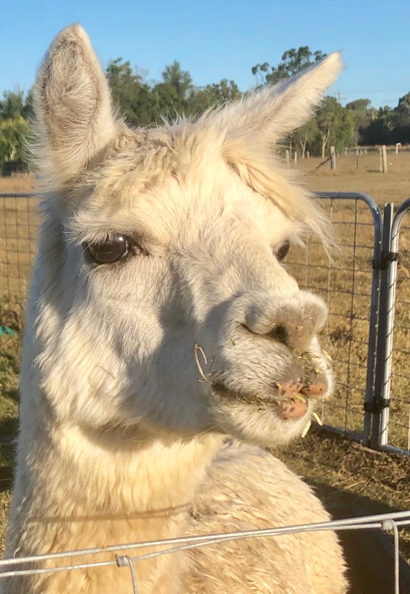 AlpacaGrouchy's tweet photo. Heckin handsome as heck 😎🤘 happy to say my bonnet is on point this Friday #partaay #weekend #Alpacastan  #Merlin https://t.co/Ur5QcA4TqO