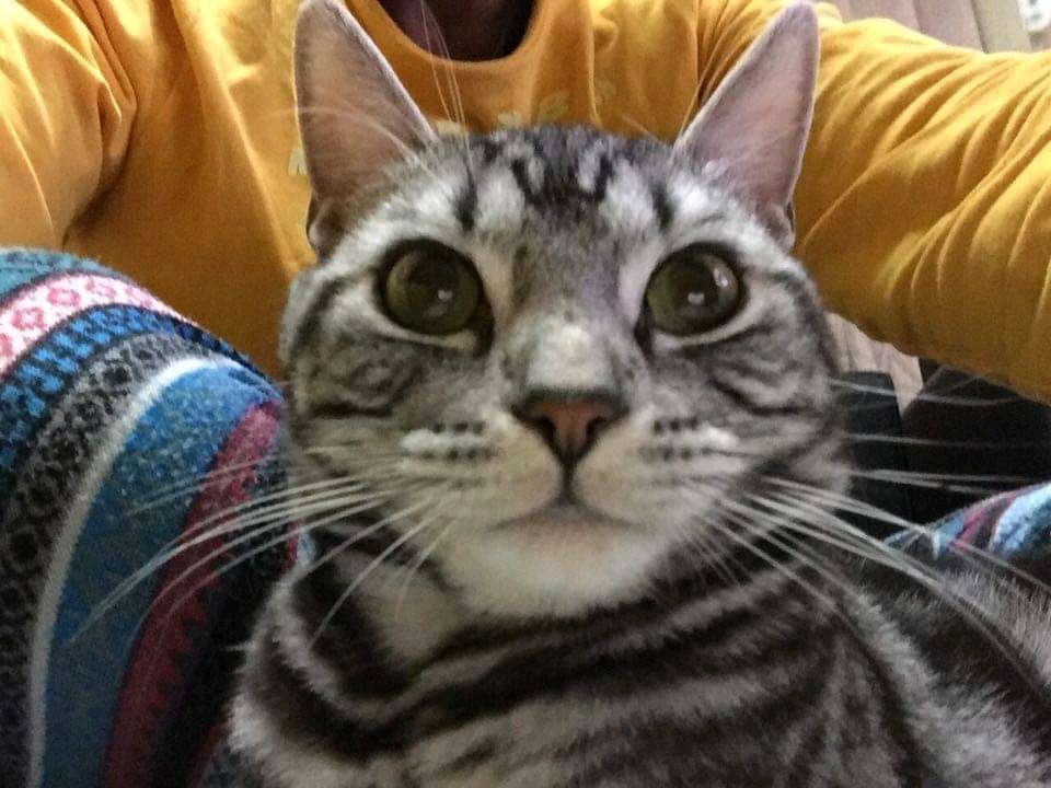 yamazaki2601's tweet photo. ไบบ้ใจ็ซ
Me..=are you ready?
"cat =go hooman... Dont make me wait
" ๐๐๐๐๐๐๐๐๐๐๐๐๐
#catlover #catlovers #modellingcat #blackCat #hooman #eyecat #ใซใผใ ใกใคใ "#roomate https://t.co/duCMg9X4QD