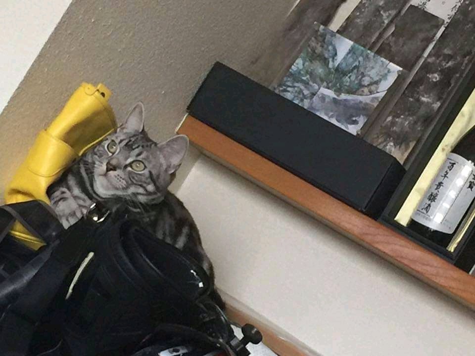 yamazaki2601's tweet photo. ไบบ้ใจ็ซ
Me..=are you ready?
"cat =go hooman... Dont make me wait
" ๐๐๐๐๐๐๐๐๐๐๐๐๐
#catlover #catlovers #modellingcat #blackCat #hooman #eyecat #ใซใผใ ใกใคใ "#roomate https://t.co/duCMg9X4QD