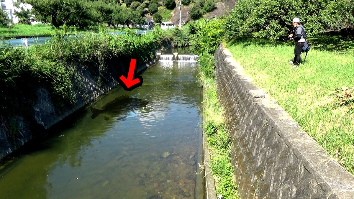 Twitter पर Saru スペースモンキーズ 21年6周年釣り動画から次のステージへ 夏休み釣り動画です 山から流れる川の中に信じられない魚が大量発生しているので釣ってみたら驚愕の巨大魚現る T Co Dq34gg8gqu Youtubeより