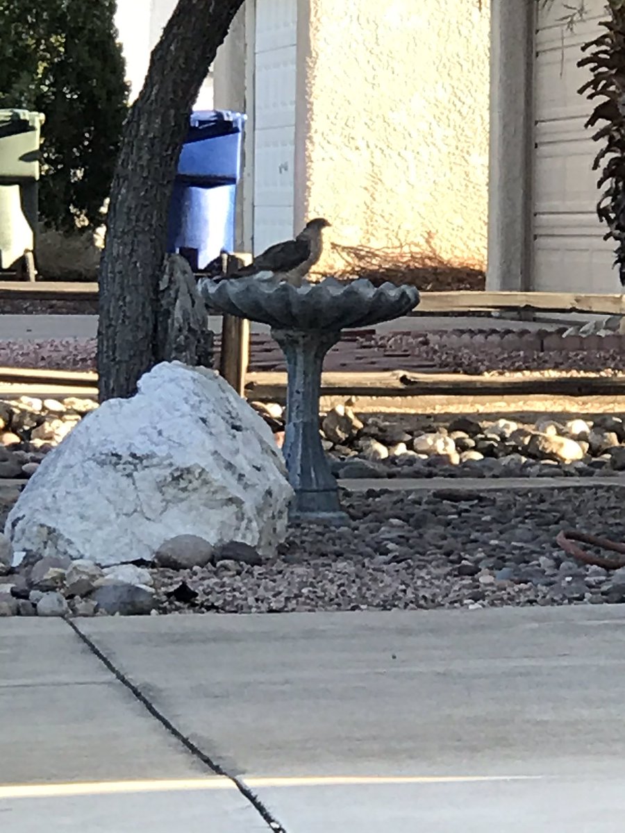toofoine's tweet photo. Saw this beautiful female hawk eating dinner in my neighbors birdbath when I was pulling In My garage this evening. https://t.co/9bYfOTdium