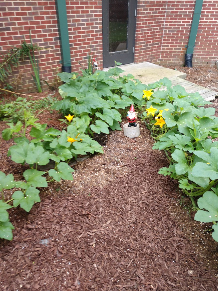 Check out the HUGE pumpkin vine in our BPE Reading Garden