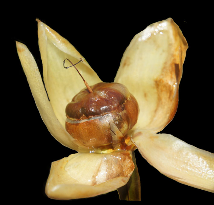 laeserman's tweet photo. If you aren't already conferenced out, #Botany2020 people feel free to join @convolv_network tomorrow morning at 9am EST to hear @anaritagsimoes talk about Collecting Convolvulaceae in the Tropics! Photo from #Botany2019!
Join here: https://t.co/FnBtQ0EuFo https://t.co/arn7sanc5c