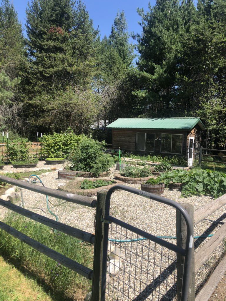 Vacay in #NorthIdaho and we’re picking berries from Grandpa’s garden. So delicious; they’re not making it to the basket!! <a href="/KevinRickard4/">Kevin Rickard</a> <a href="/marietculver/">marie t. culver</a> <a href="/craignewmark/">craig newmark</a> do you have raspberries in your gardens? #freshfruit #sweetsummer #soakupthesun