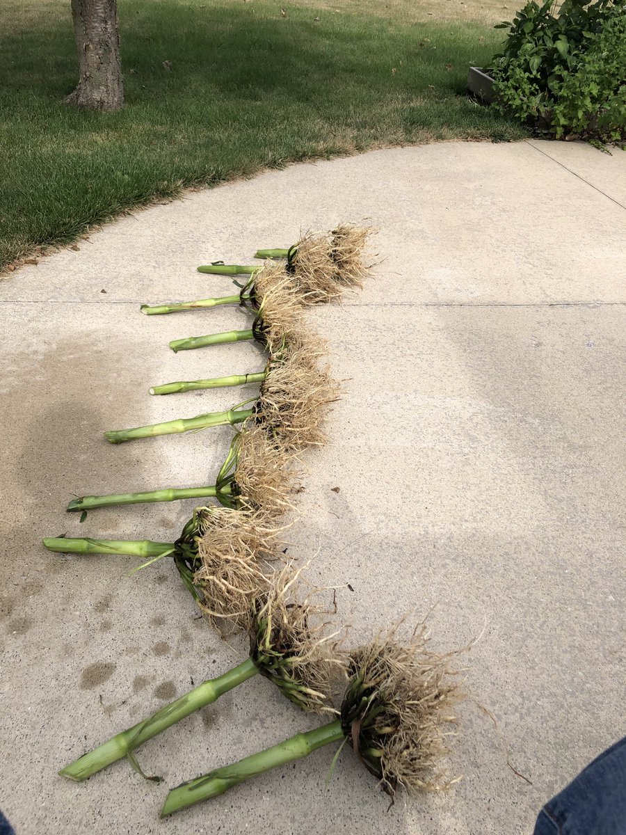 Christopher Bauer tweet media