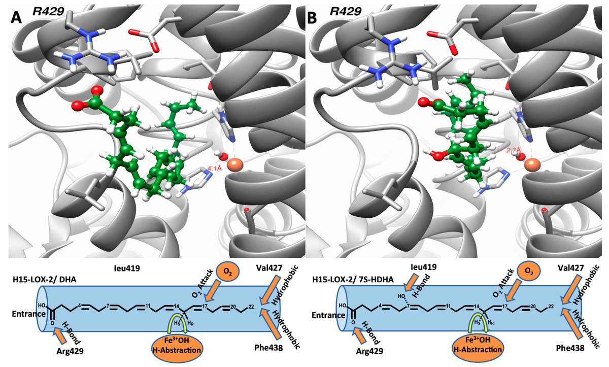jlipidres's tweet photo. Paper in Press: "15-Lipoxygenase-1 biosynthesis of 7S,14S-diHDHA implicates 15-Lipoxygenase-2 in biosynthesis of resolvin D5" – #Lipoxin #FattyAcid #FishOil #Inflammation
https://t.co/Vy8kccm3Ar
@ucsc @UMich https://t.co/x3Txfz2ubT