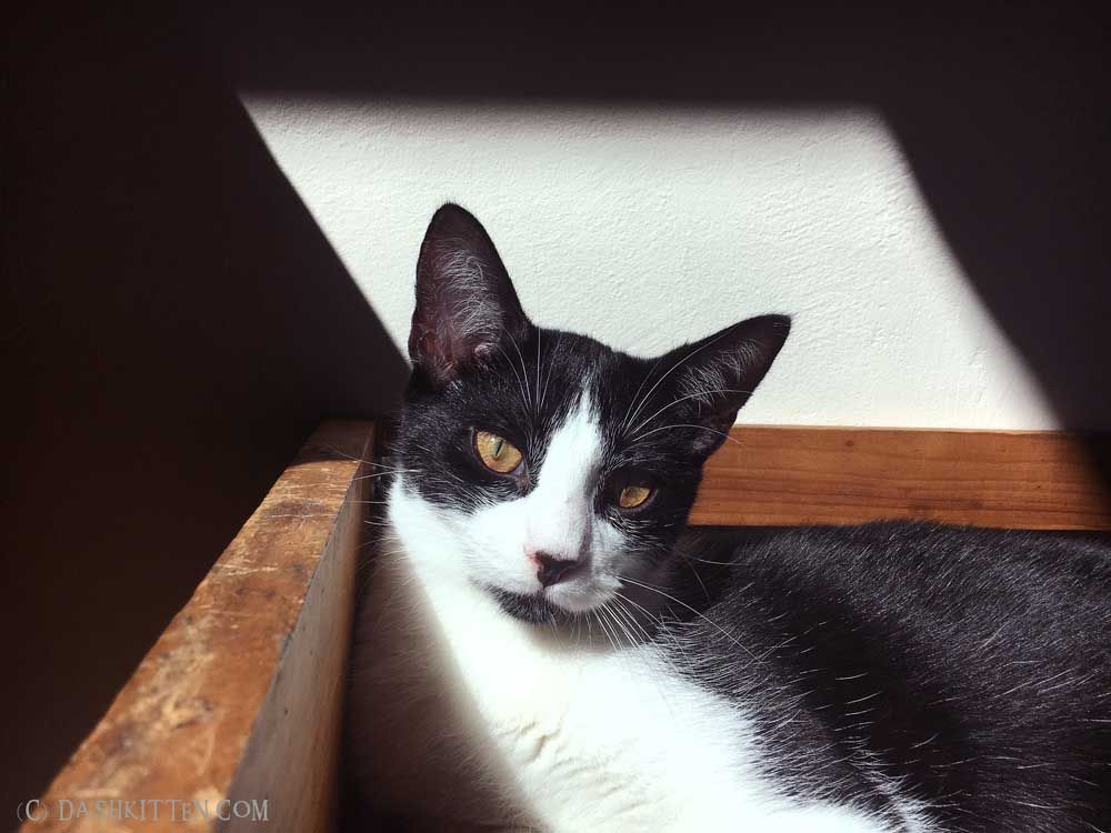 CatWriters's tweet image. Want to learn to use your camera properly for cat pictures? Try this buff.ly/301KhH3 for some easy step by steps for #catlovers who want their felines to look fancy! #dlsr #camerashow #cwa2020