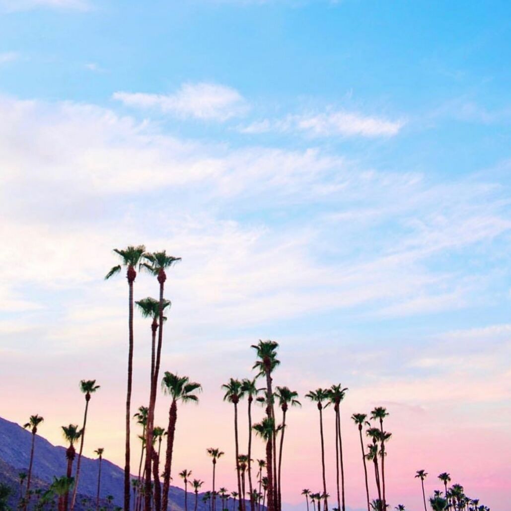 TiyTies's tweet photo. 🌴 Baby take me somewhere where I can wear my head scarf, sunglasses, and feel like a movie star! ⭐🕶️ This quarantine has your girl #DayDreaming. #TiysTies
.
To shop, visit us online. https://t.co/i1mNen7Xku https://t.co/mUc8VPR9K0