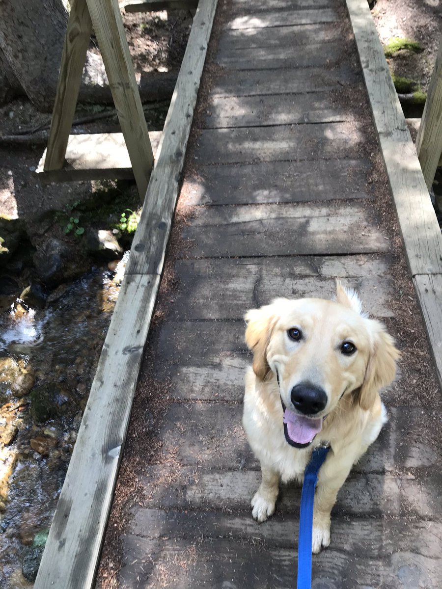 In case you’re having a bad day, here’s my dog on a hike. He did throw up in my car on the way to the trailhead...but he sure is cute.