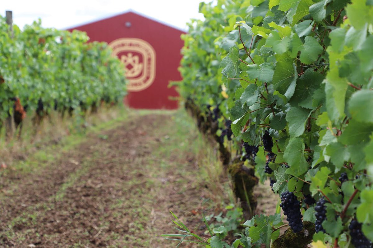 The “Valley of Flowers” lot pays respect to the <a href="/chehalemwines/">Chehalem Winery</a> name, the AVA, and the expression of their winery home at Corral Creek. Learn more about it: willamettewines.auction/instapinot #wvauction