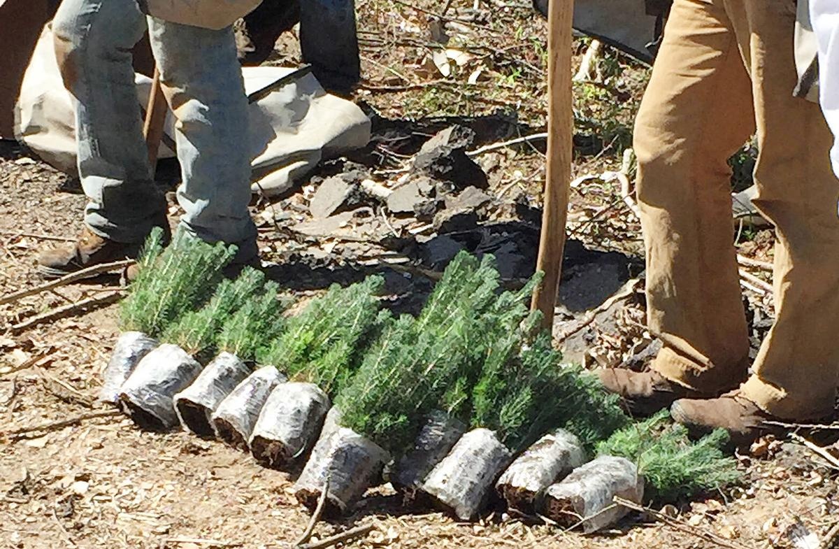 JTPAgency's tweet photo. Immigration policy could cause forestry labor shortage

Forestry experts in America fear an impending labor shortage as the Trump administration cut off most H-2B work visas.

More information here: https://t.co/L1bZuAYy2B https://t.co/ukqegDMoCC