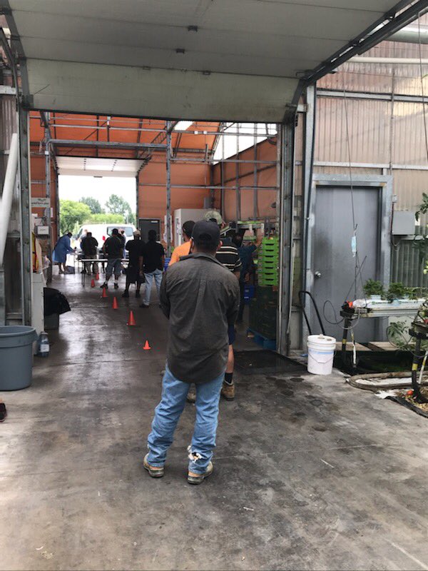 RodneyJWright's tweet photo. Today 3 farms and 23 employees/owners voluntarily tested in Oxley. Thank you @fordnation @ONgreenhouseVeg and the gang from ESCLHIN for resuming on farm testing. https://t.co/jGhsLHpkPI