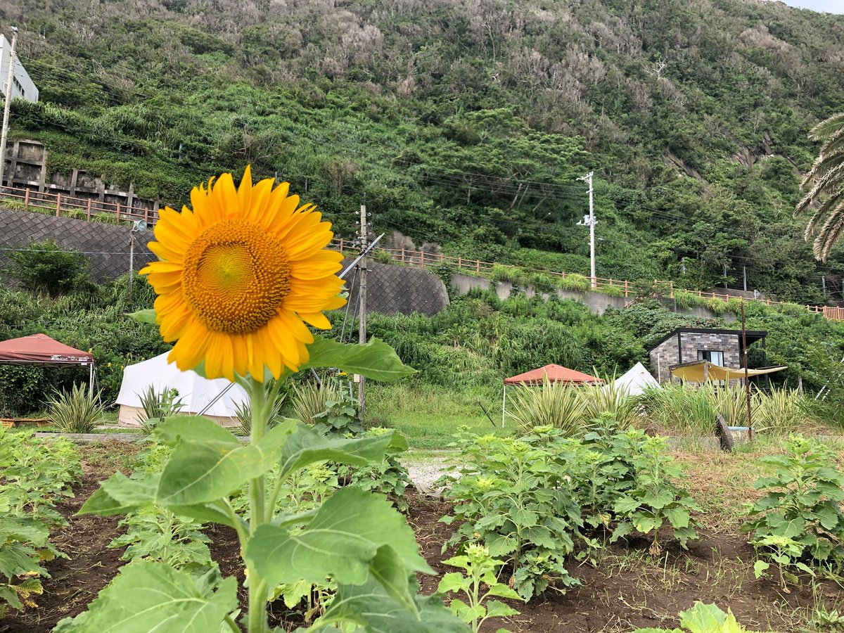 Oceans79183457's tweet photo. 【ブログ更新】１本目のひまわり開花！夏の訪れ
https://t.co/kLZE0YnkG7
＃オーシャンズキャンプ　＃キャンプ　＃キャンプ場　＃千葉キャンプ　＃南房総キャンプ　＃海キャンプ　＃房総半島最南端　＃海を感じるキャンプ場　＃白浜フラワーパーク https://t.co/g9YLJvd4DI