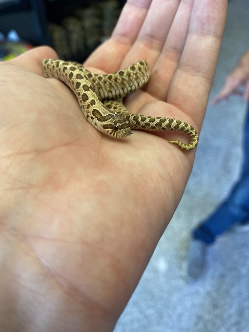 3 pic. I got this little cutie today ?? https://t.co/lKM8njoCYr