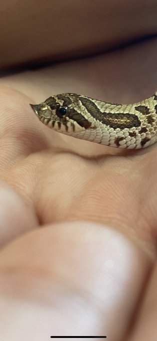 2 pic. I got this little cutie today ?? https://t.co/lKM8njoCYr