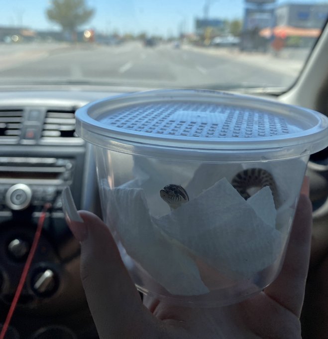 1 pic. I got this little cutie today ?? https://t.co/lKM8njoCYr