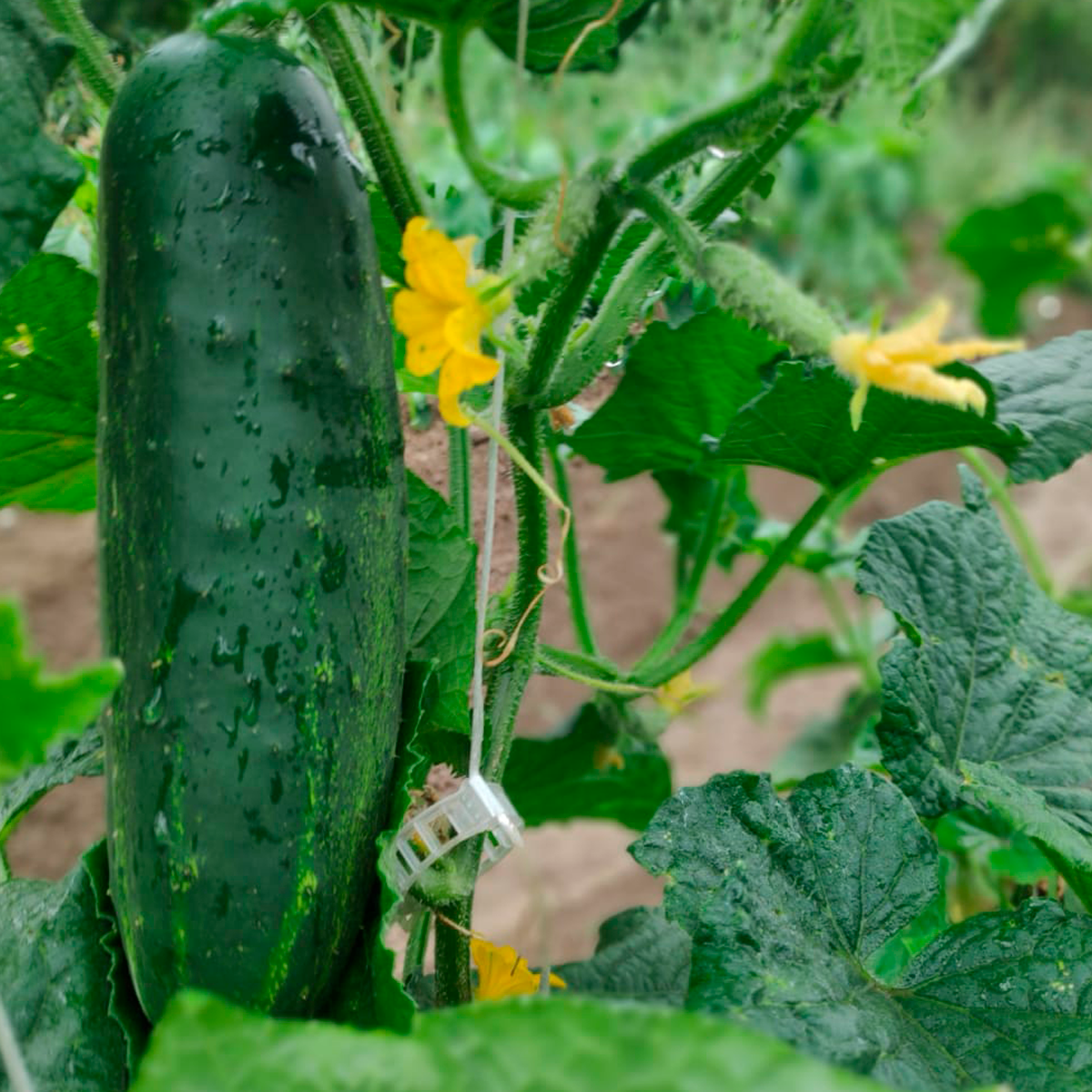 Pon un toque de frescura con estos pepinos cortos #ecologicos de #GuaraBio cultivados en #Lusera, el mejor aliado de tus #recetasdeverano. Saludable, calma la sed y muy bajo en calorías #pepino #ecologico carnisima.com/collections/gu…