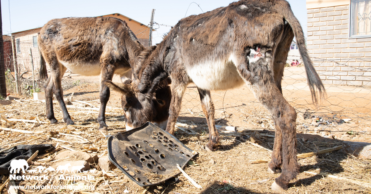 Network4Animals's tweet photo. The coronavirus crisis has brought the worst out of the people of Bela Bela in South Africa. They let their anger out on the poor donkeys that they overwork, beat and torture. We need to save these gentle and trusting creatures from a life of pain. 
https://t.co/nSwnNuWB1N https://t.co/EOfwVhYQ2w