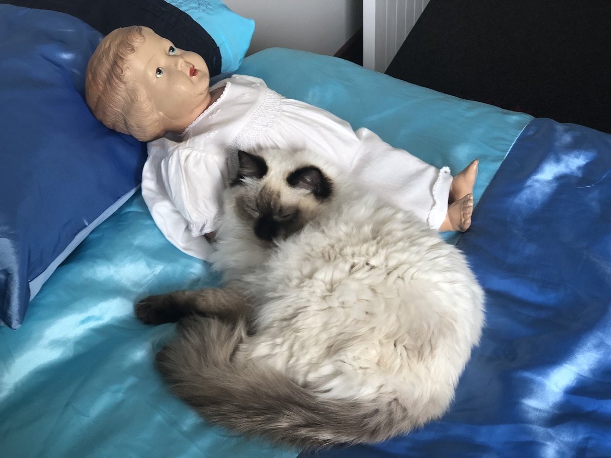 Ophur_Cat's tweet photo. Snuggled up with dolly ❤️❤️🐾💕🐾 

#RagdollCats #CatsOfTwitter #FloofClub https://t.co/P1phCK8cmU