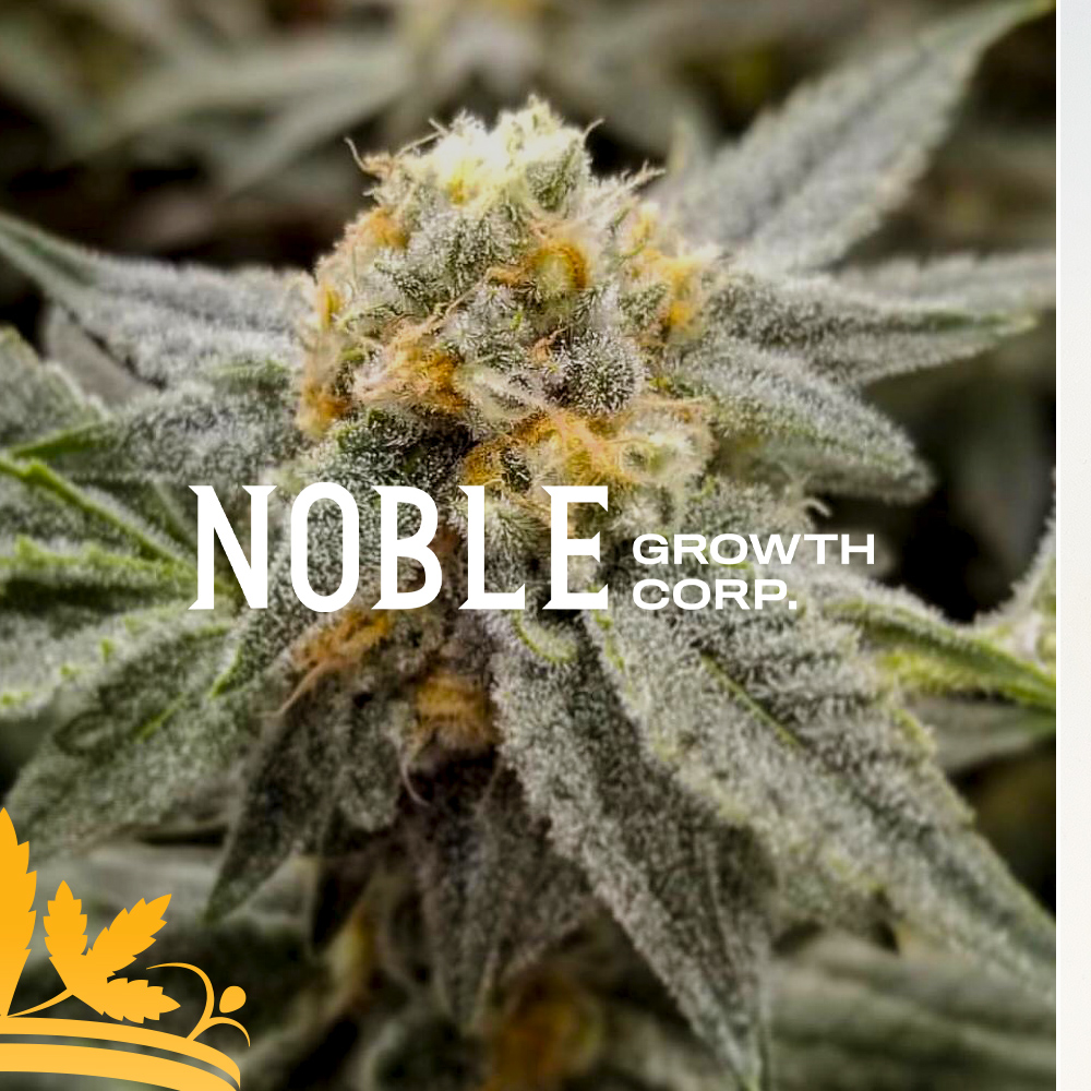12creativeco's tweet photo. A look back to a super fun branding project for our friends over at Noble Growth Corp. an Alberta based craft cannabis grower. 🌿 
-
https://t.co/jmvl1qgBDj https://t.co/NCwUnGuTpC