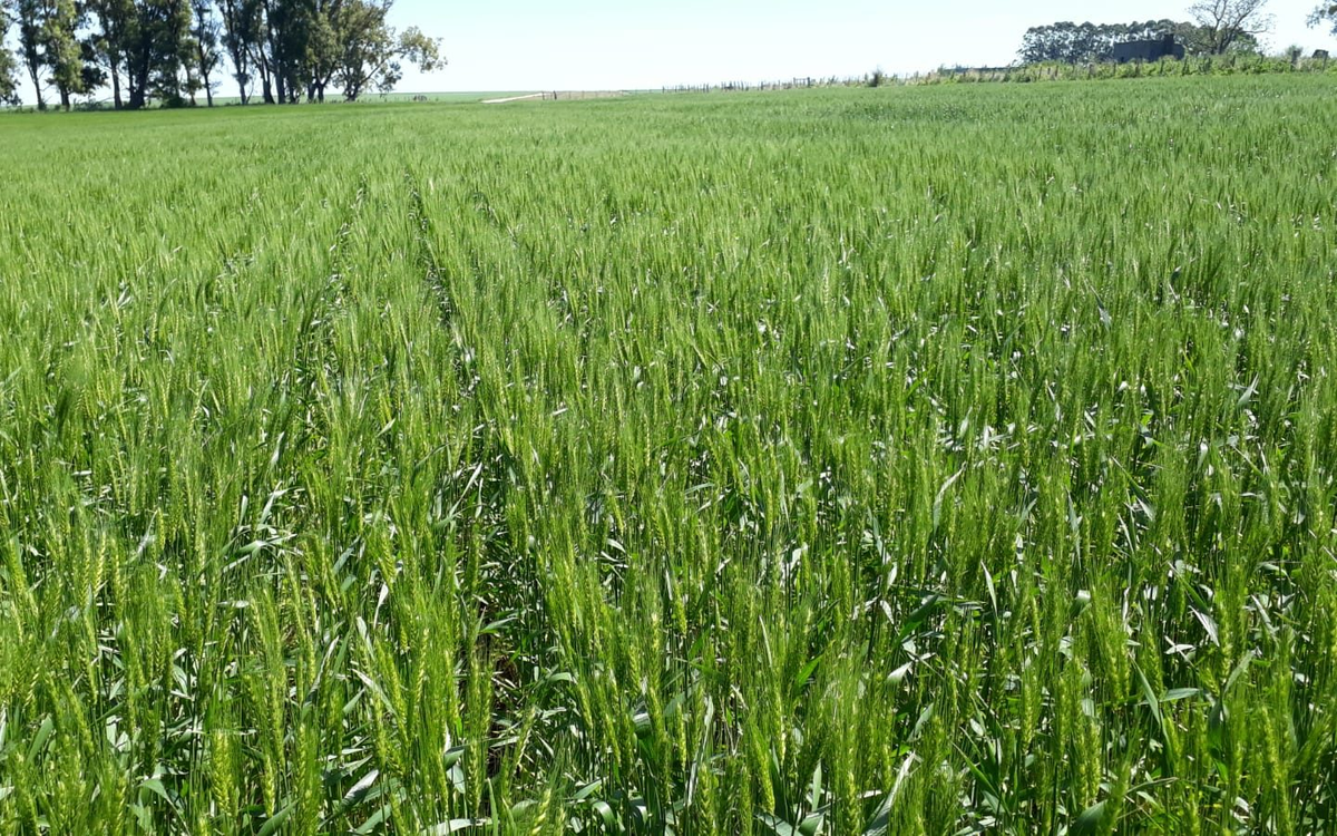 Avanza “a paso firme” el uso de productos biológicos en la agricultura
revistaverde.com.uy/avanza-a-paso-…